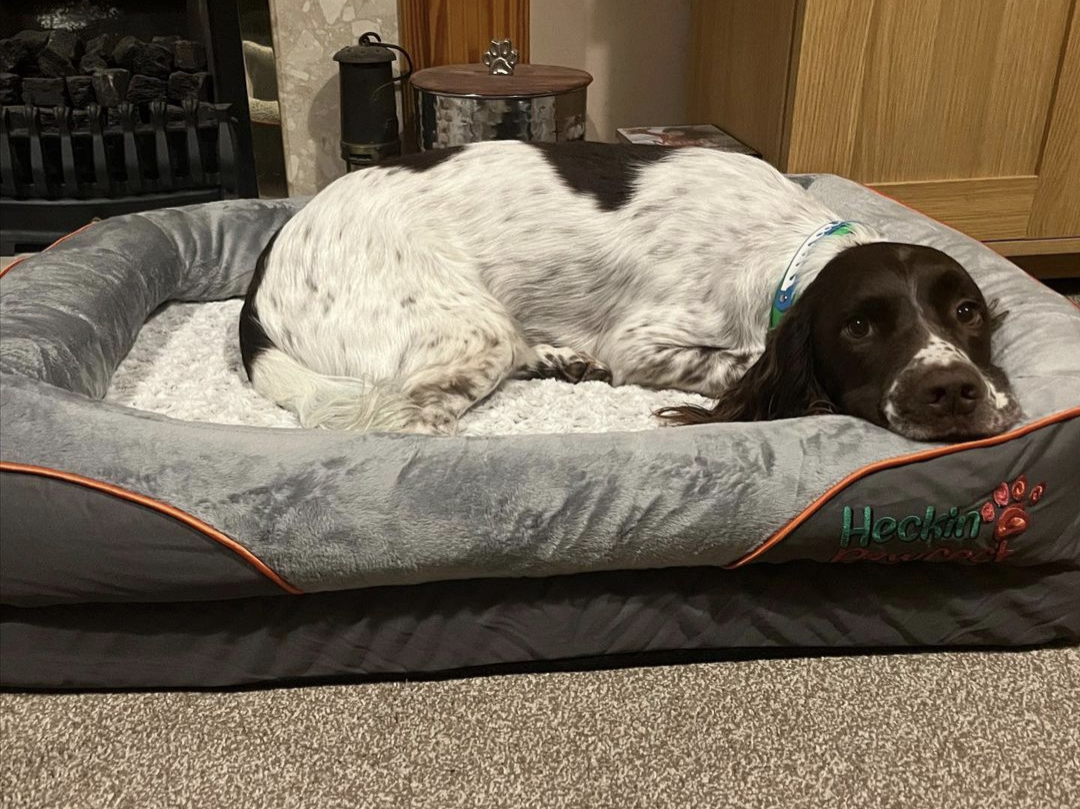 Large Orthopaedic Dog Bed
