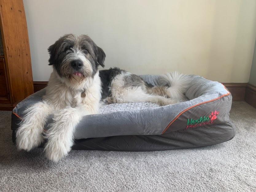 Orthopaedic Dog Bed (XXL)