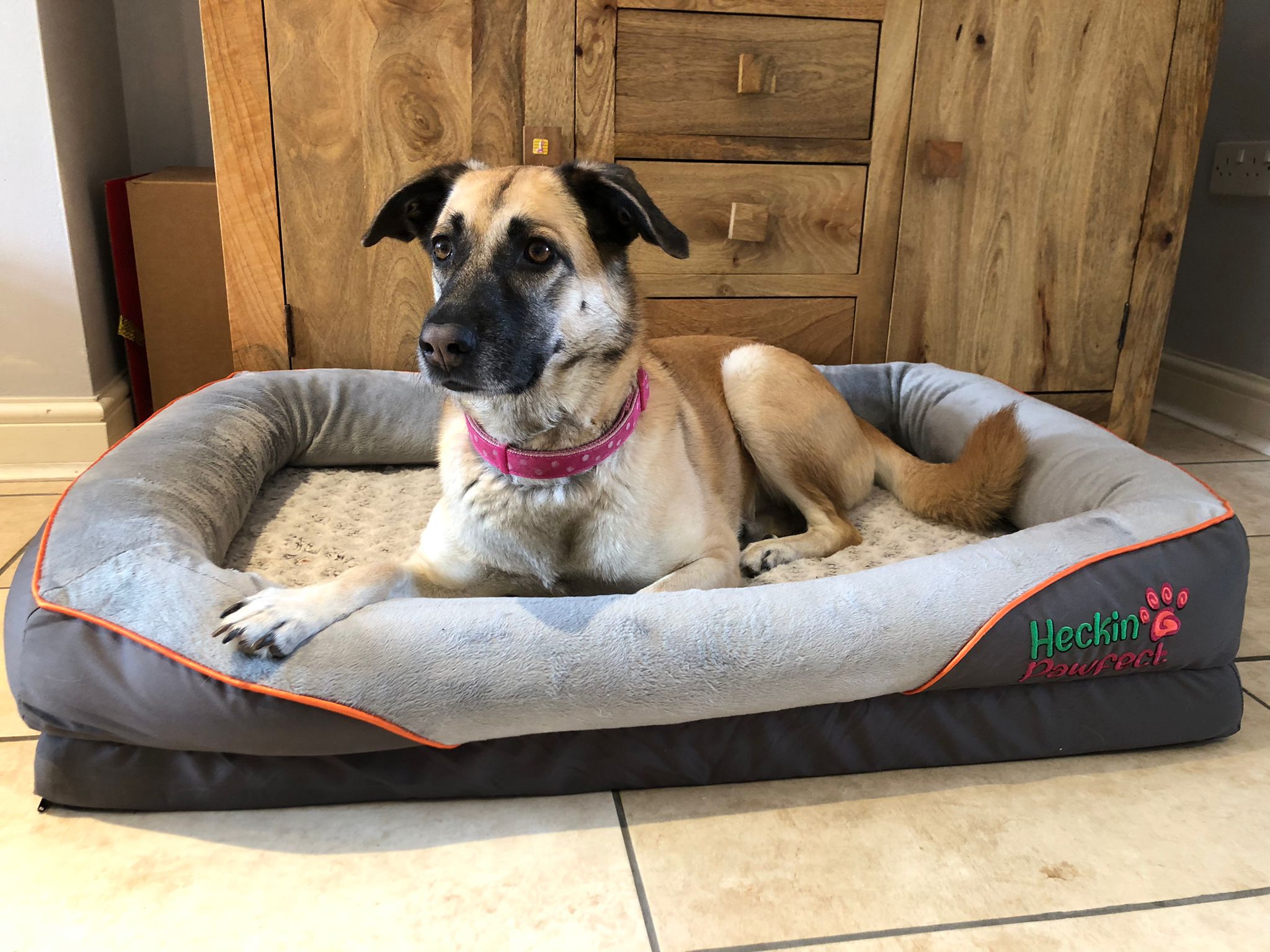 Orthopaedic Dog Bed (XL)