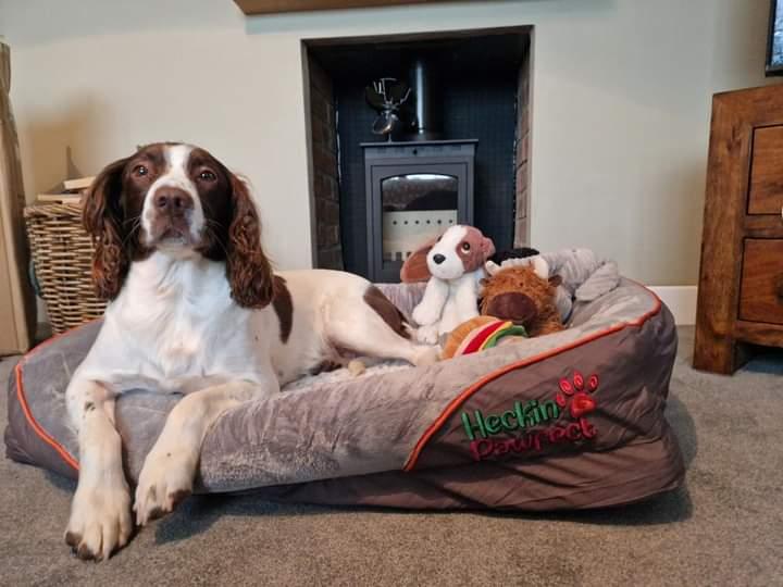 Dog bed shop for springer spaniel