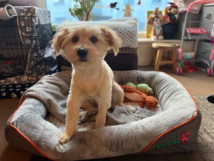 Orthopaedic Dog Bed (Medium)