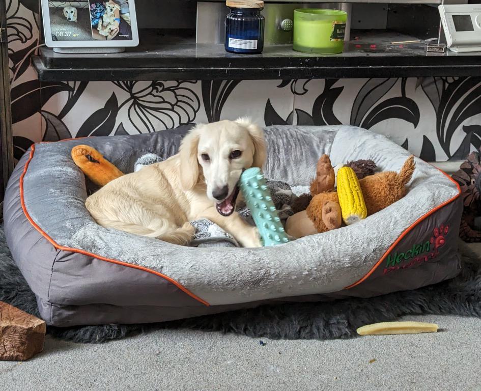 Medium Orthopaedic Dog Bed