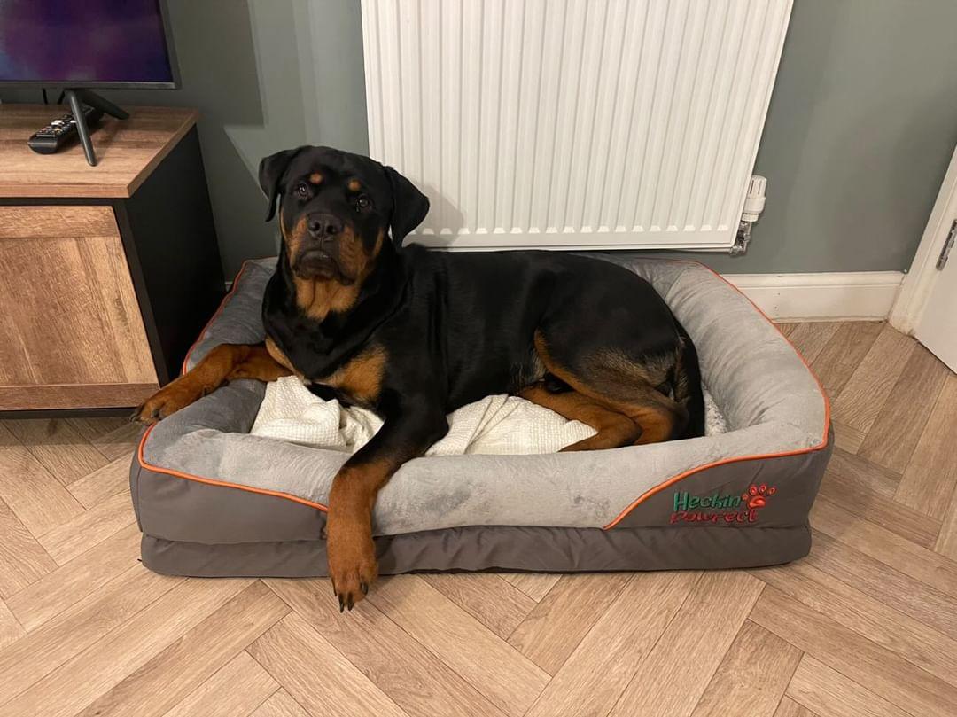 Dog bed shop for rottweiler