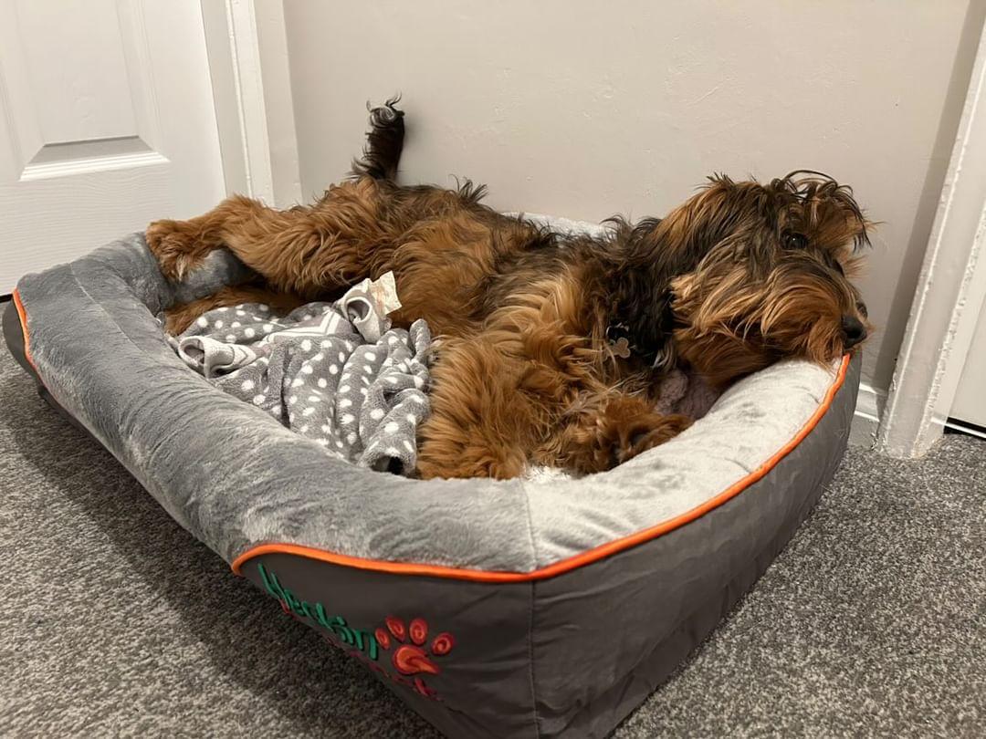 Orthopaedic Dog Bed