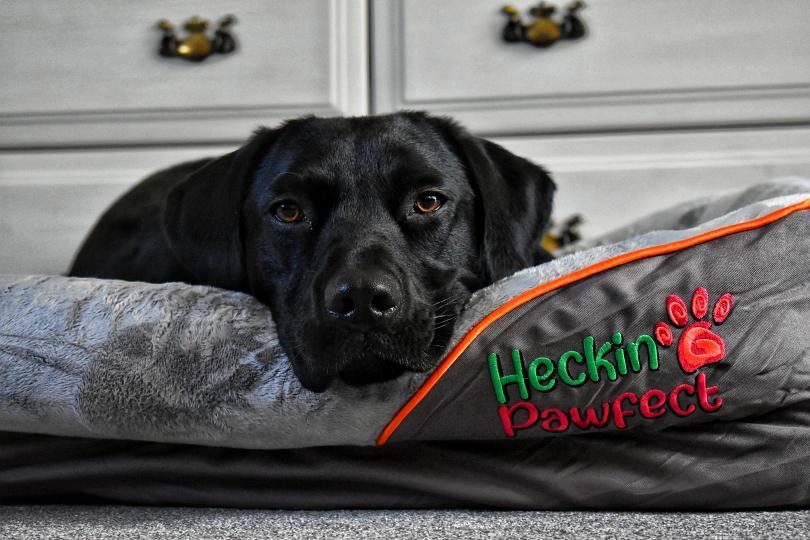Orthopaedic Dog Bed (Large)