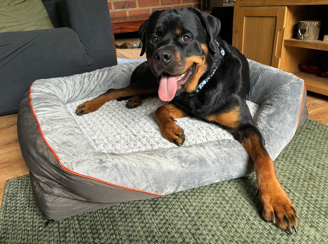 Orthopaedic Dog Bed (XXL)