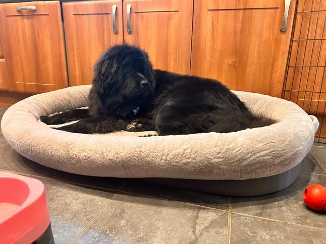 Orthopaedic Dog Bed (XXXL)