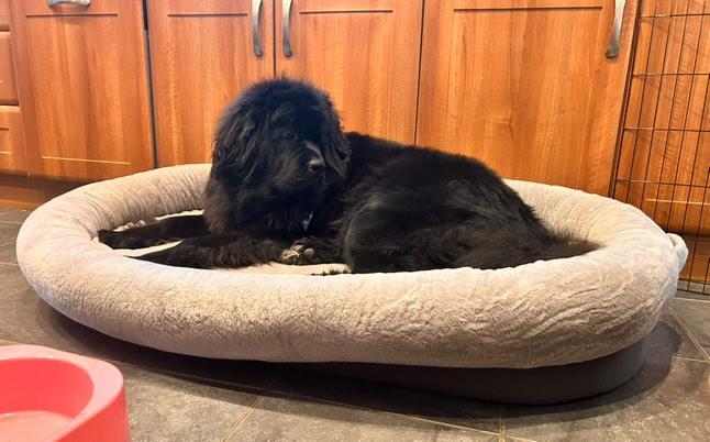 XXXL Orthopaedic Dog Bed