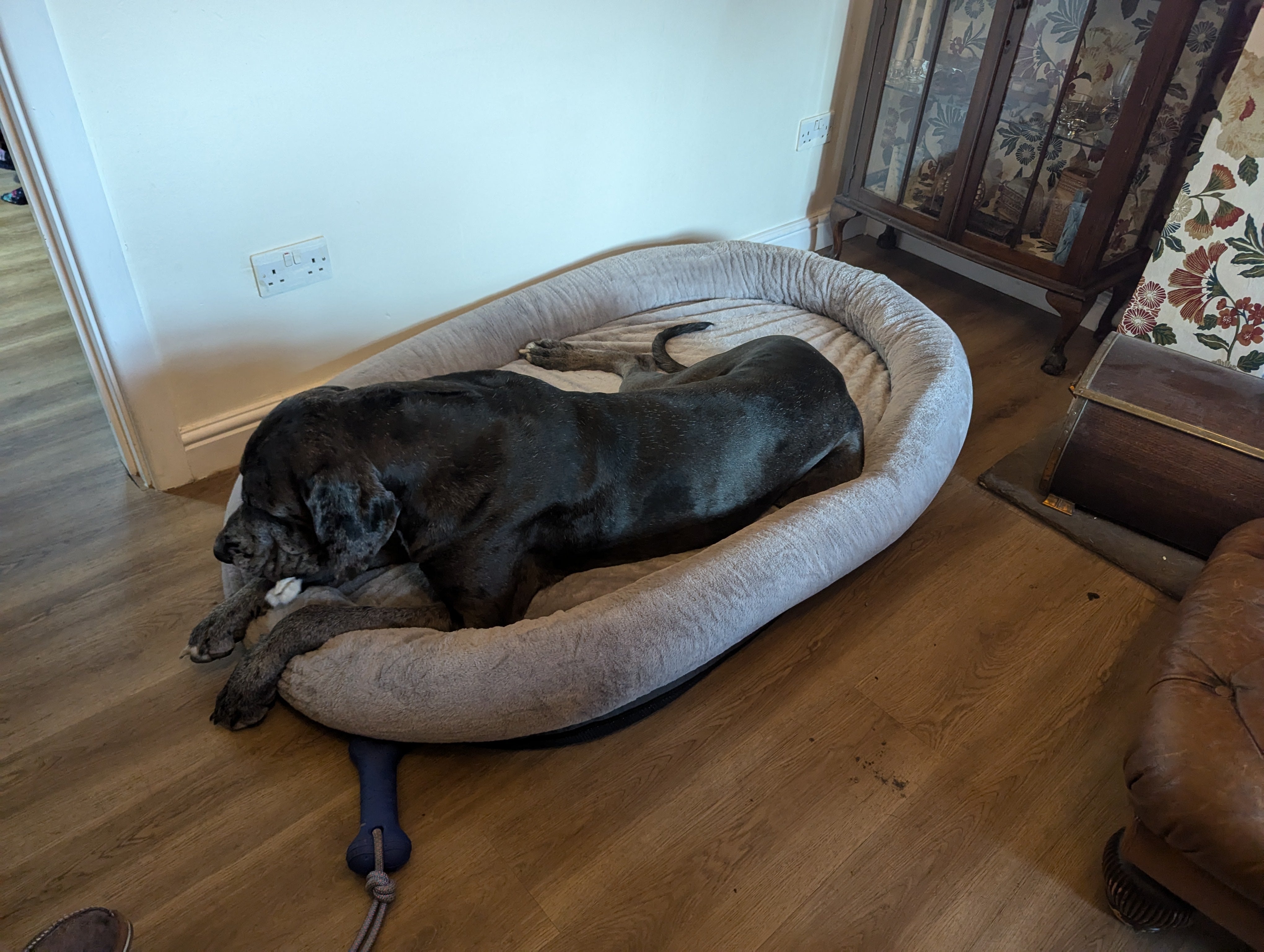 XXXL Orthopaedic Dog Bed