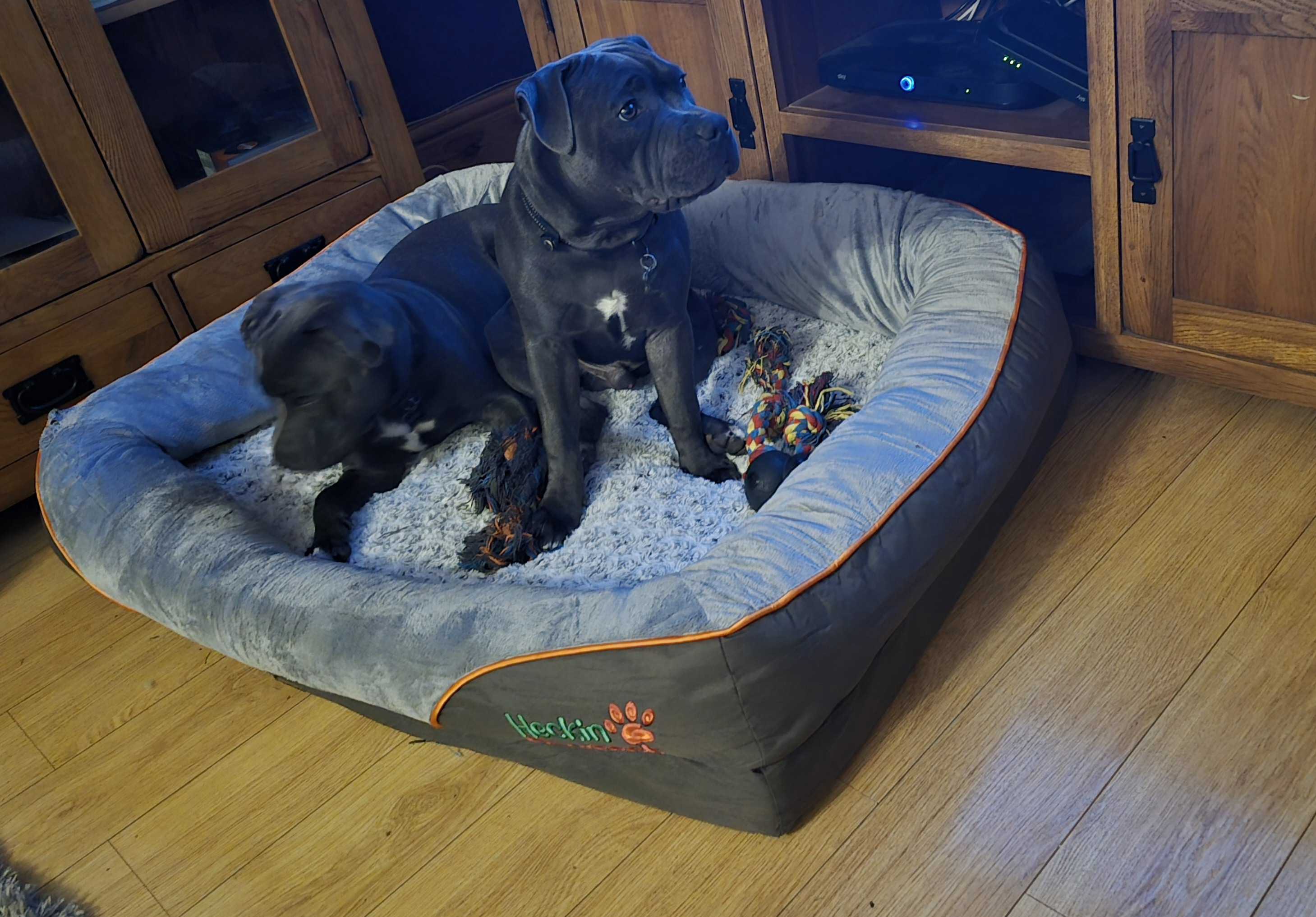 XXL Orthopaedic Dog Bed