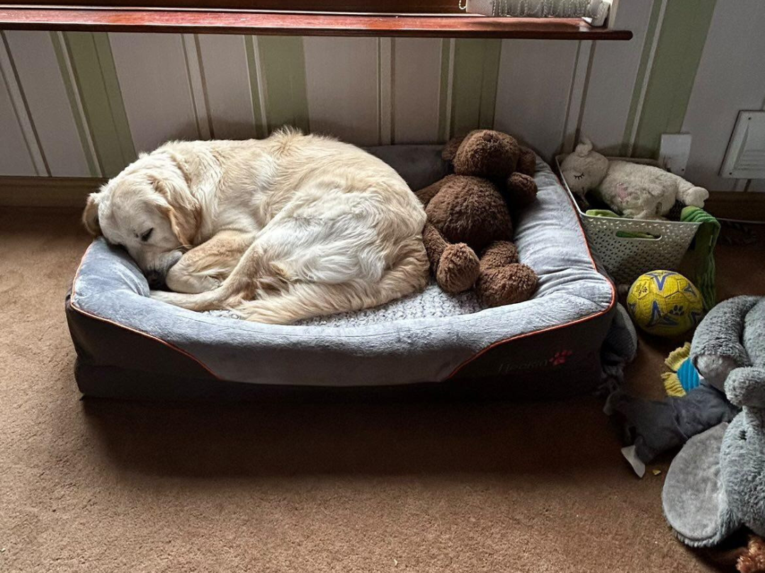 Orthopaedic Dog Bed (XXL)