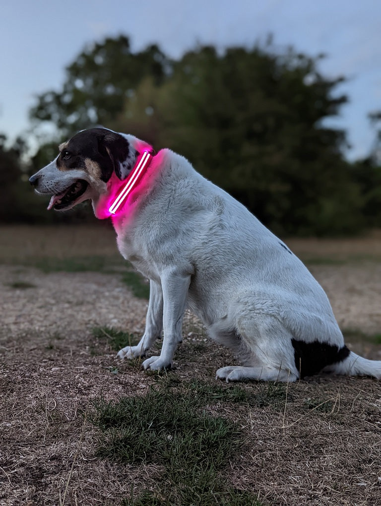Mig selv Ende Tochi træ LED Dog Collar (Pink) – Heckin Pawfect