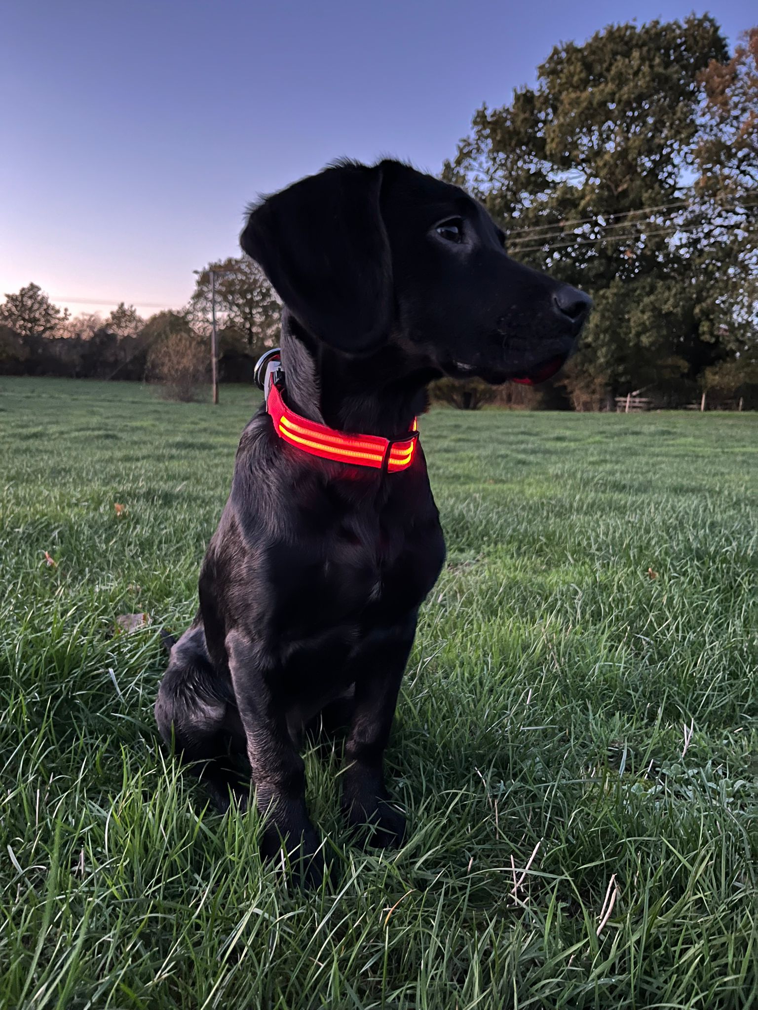 LED Dog Collars