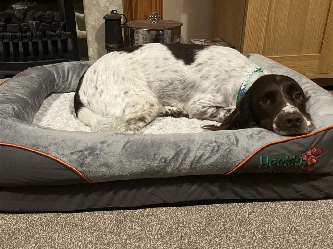 Orthopaedic Dog Bed (Large)