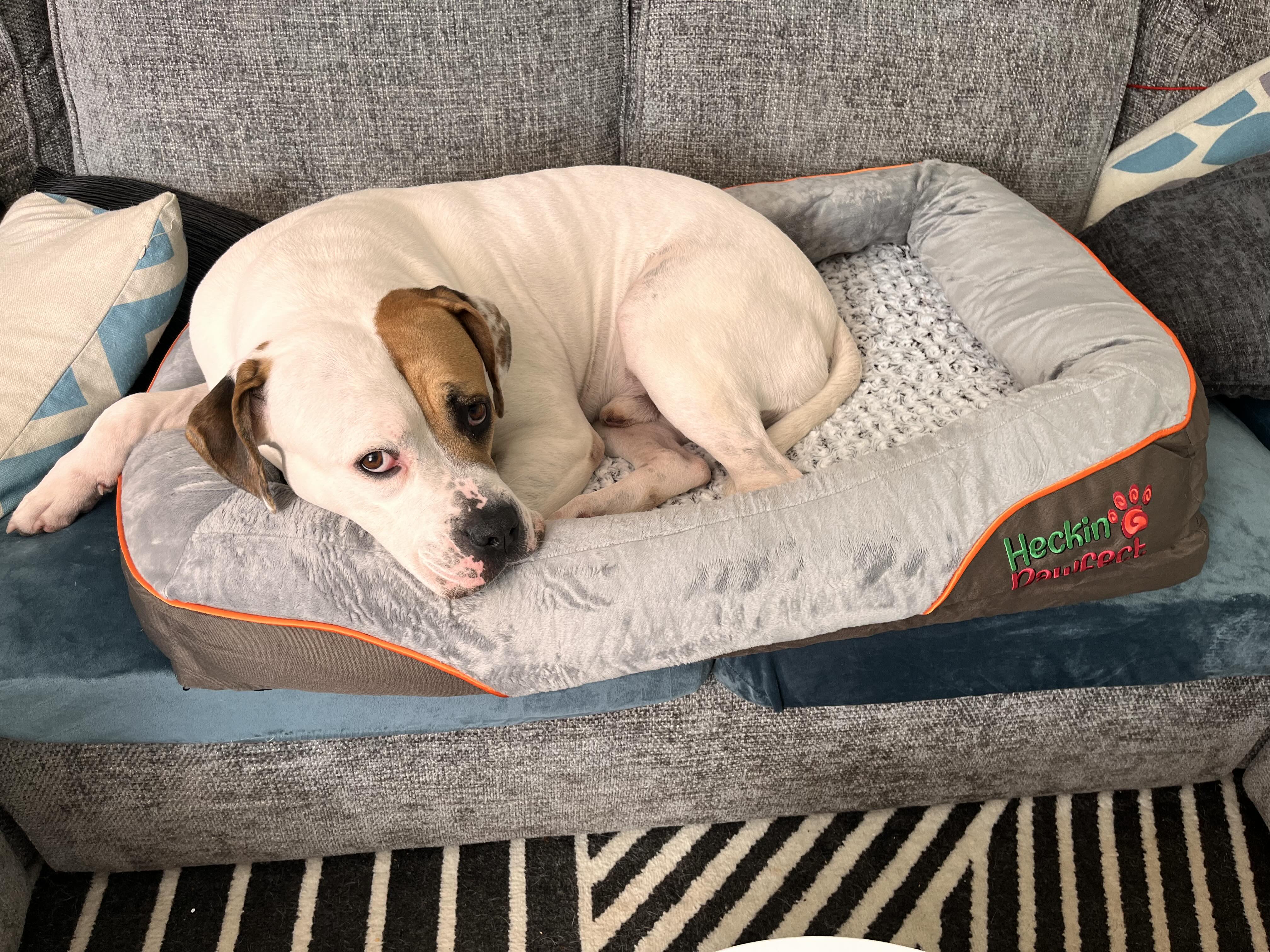 Orthopaedic Dog Bed (XL)