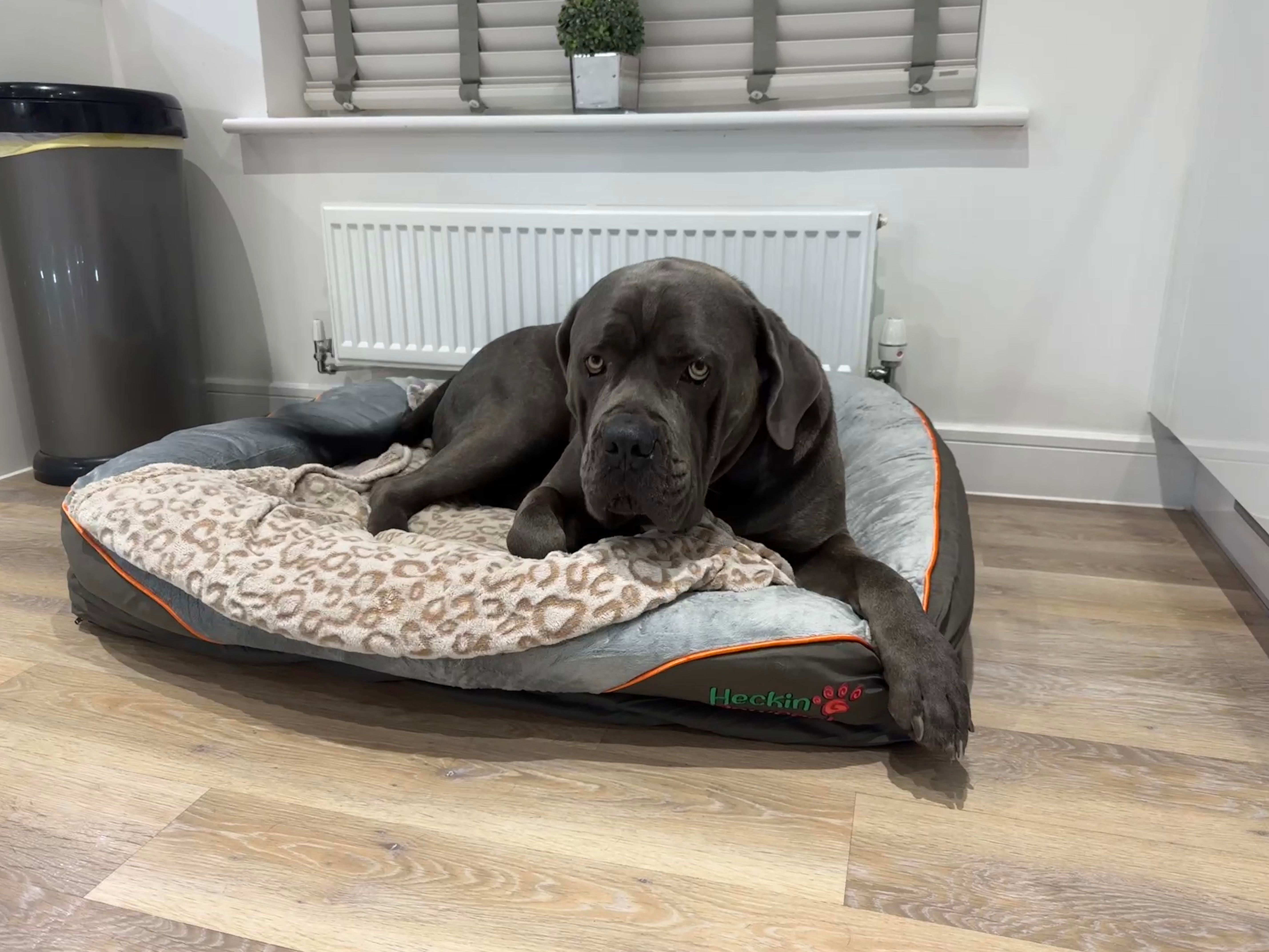 Orthopaedic Dog Bed (XXL)