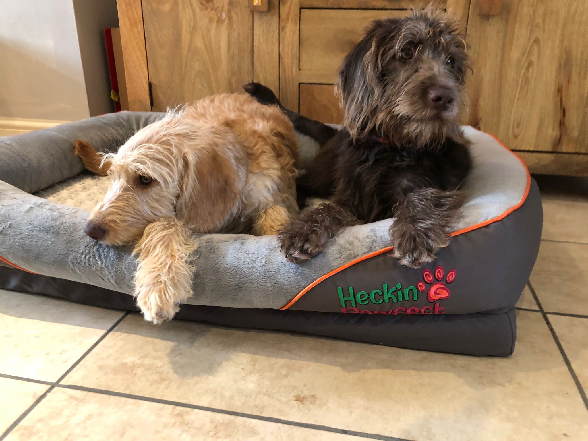 Scruffs bolster 2024 orthopaedic pet bed