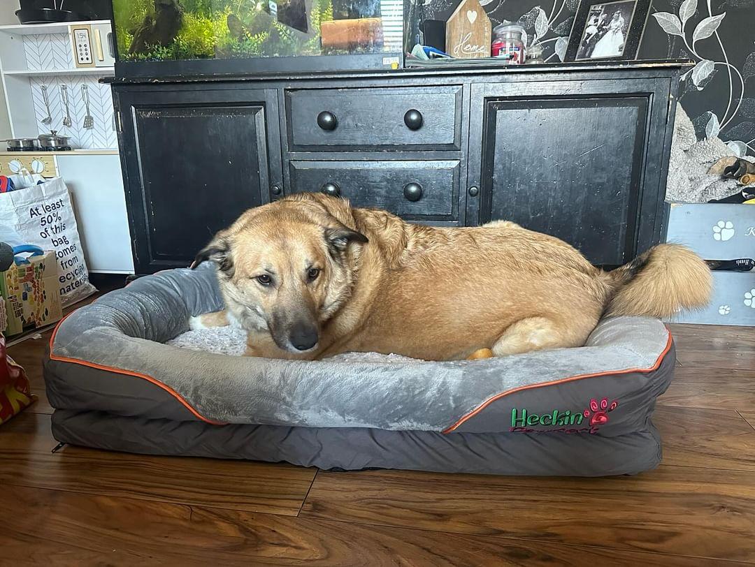 Orthopaedic Dog Bed (XL)