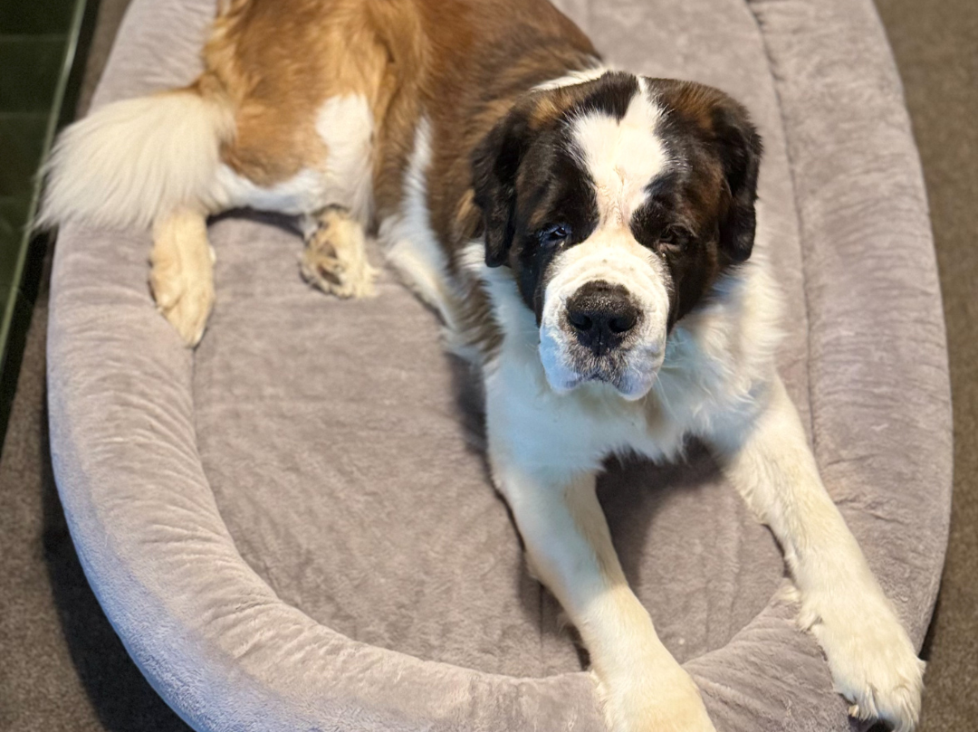 Orthopaedic Dog Bed (XXXL)