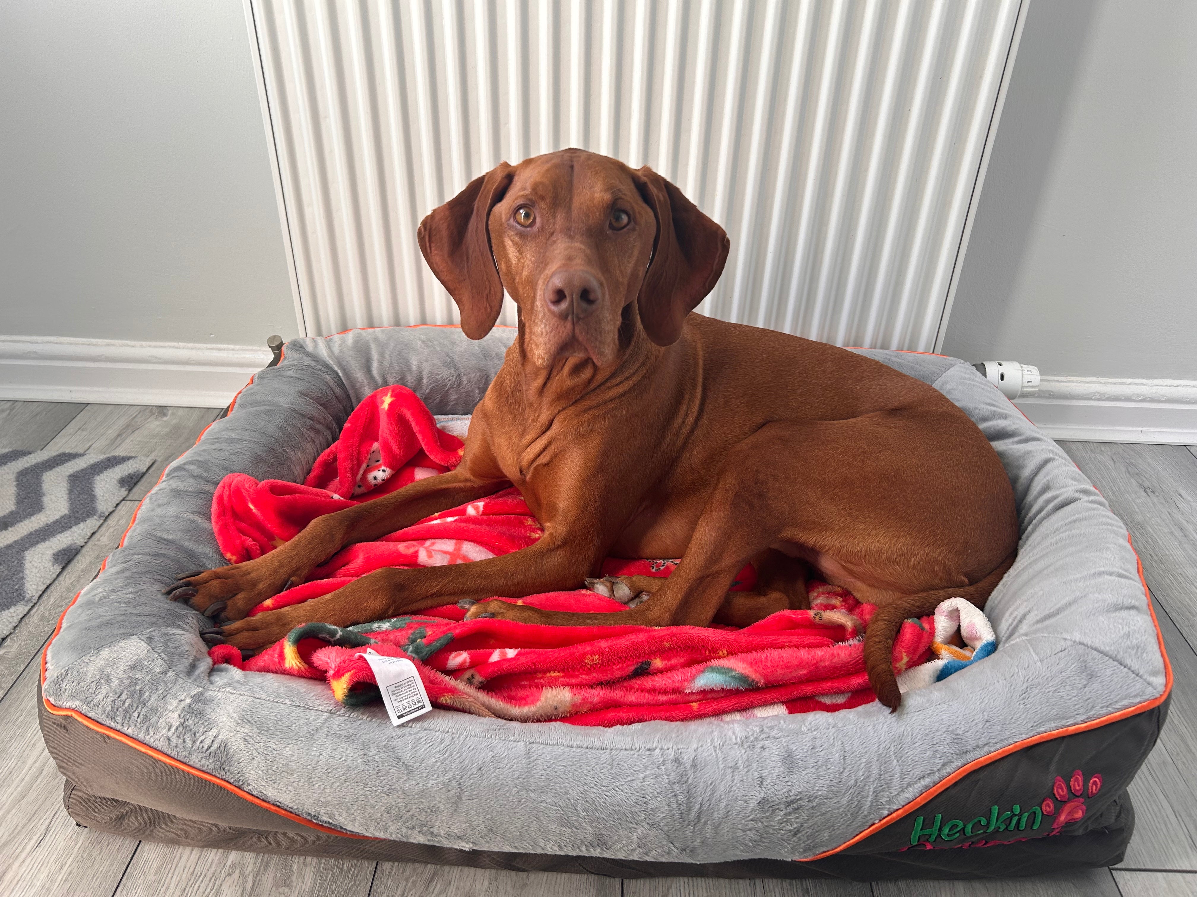 Orthopaedic Dog Bed (Large)