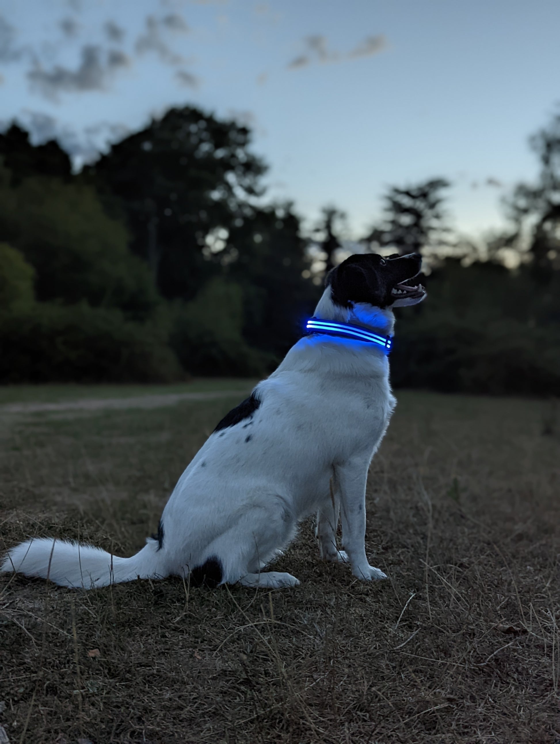 hinanden Fiasko Monograph LED Dog Collars - Bright And Clear Light Up Collars – Heckin Pawfect