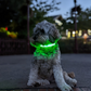 LED Dog Collar (Green)
