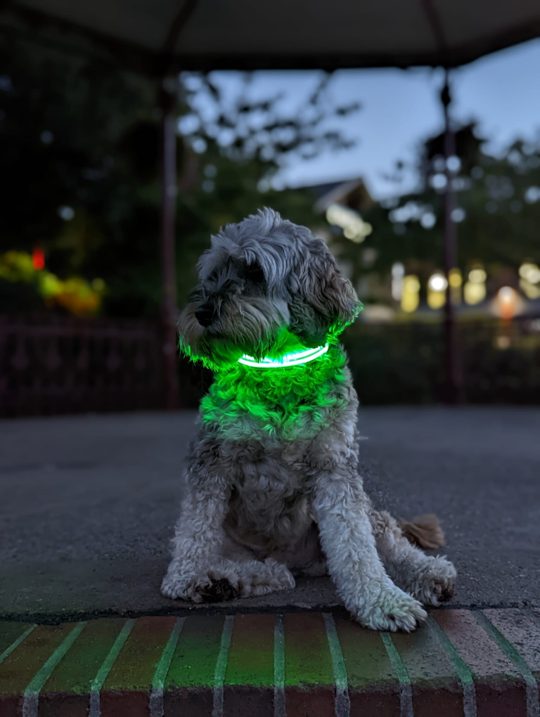 LED Dog Collars